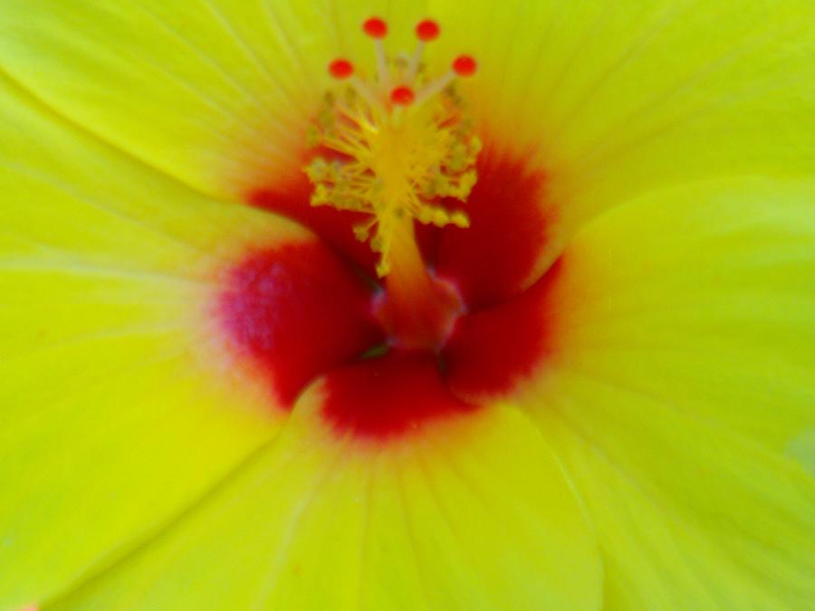 Yellow Hibiscus Photograph by Emma Carter Brooks