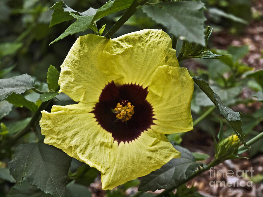 Flowers Still Life Photograph - Yellow Hibiscus F134 by Howard Stapleton