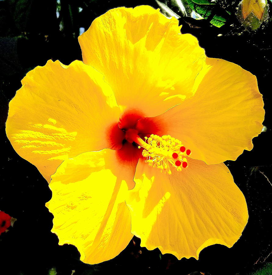 Yellow Hibiscus Flower Photograph by Femina Photo Art By Maggie
