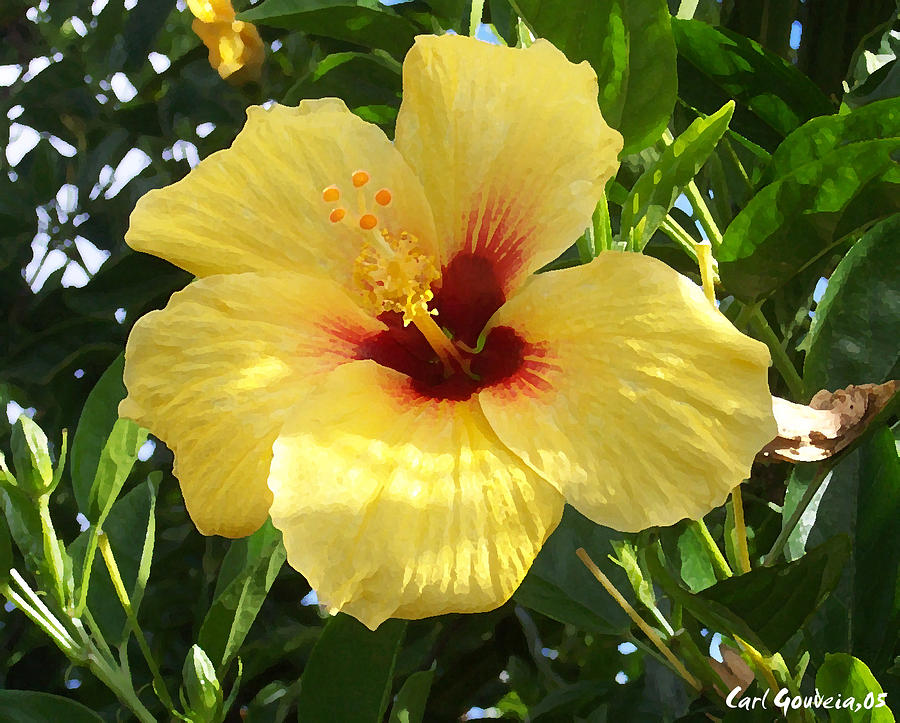 Yellow hibiscus flowers Photograph by Carl Gouveia
