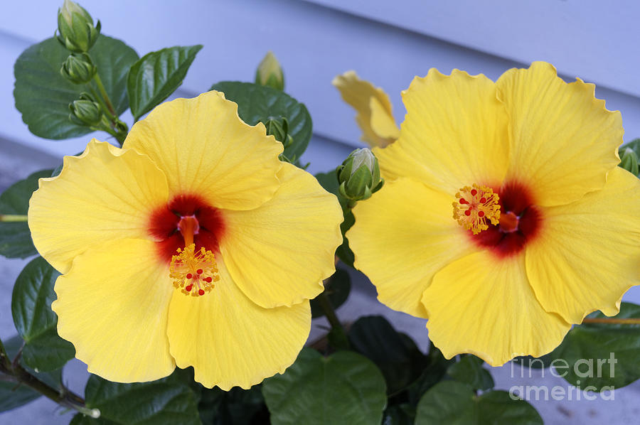 Yellow Hibiscus Flowers Photograph by John  Mitchell