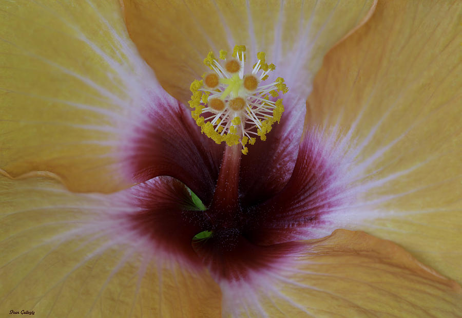 Yellow Hibiscus Photograph by Fran Gallogly