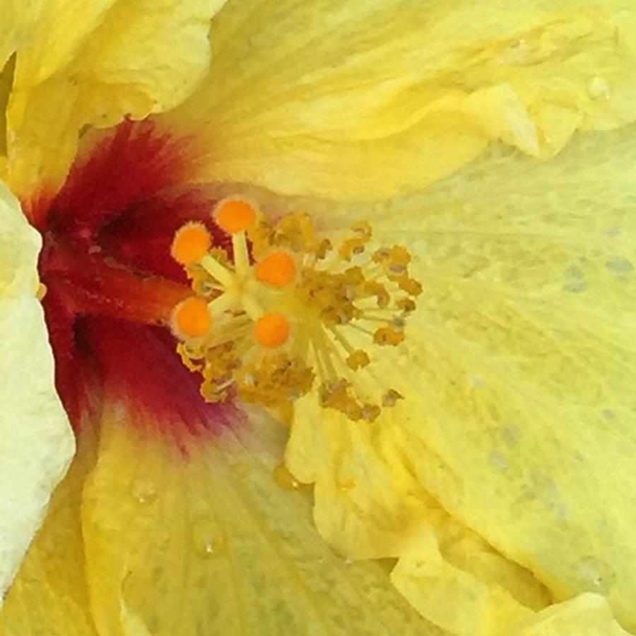 Yellow Hibiscus From My Garden Photograph by Darice Machel McGuire