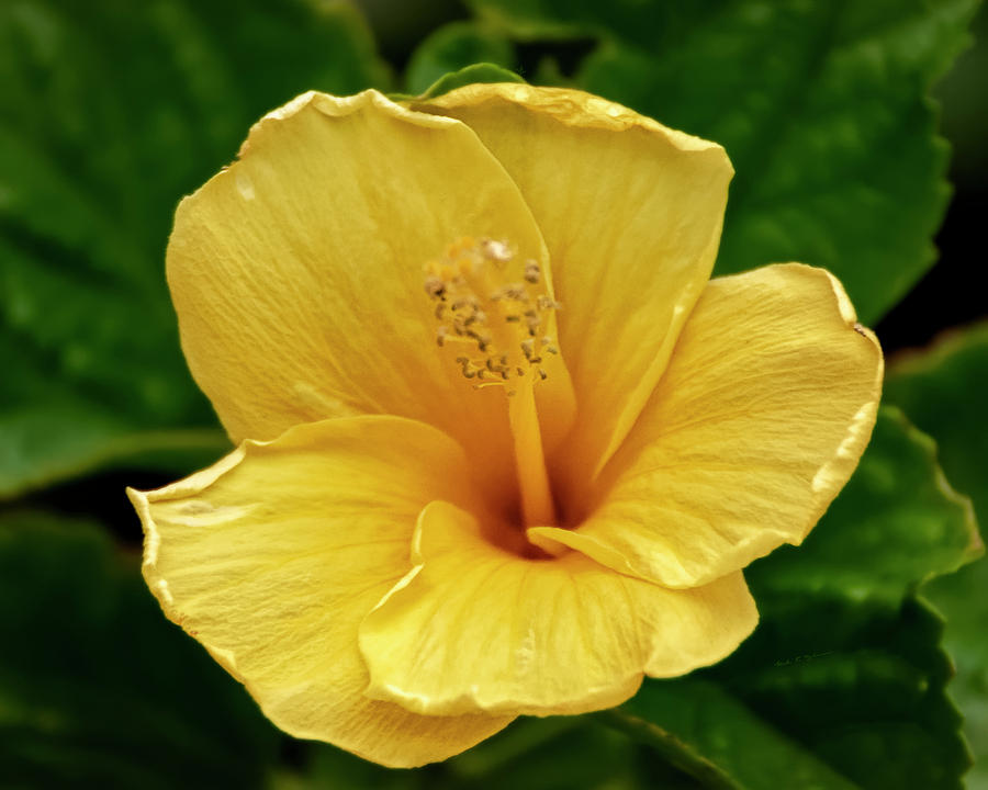 Yellow Hibiscus h1820 Photograph by Mark Myhaver