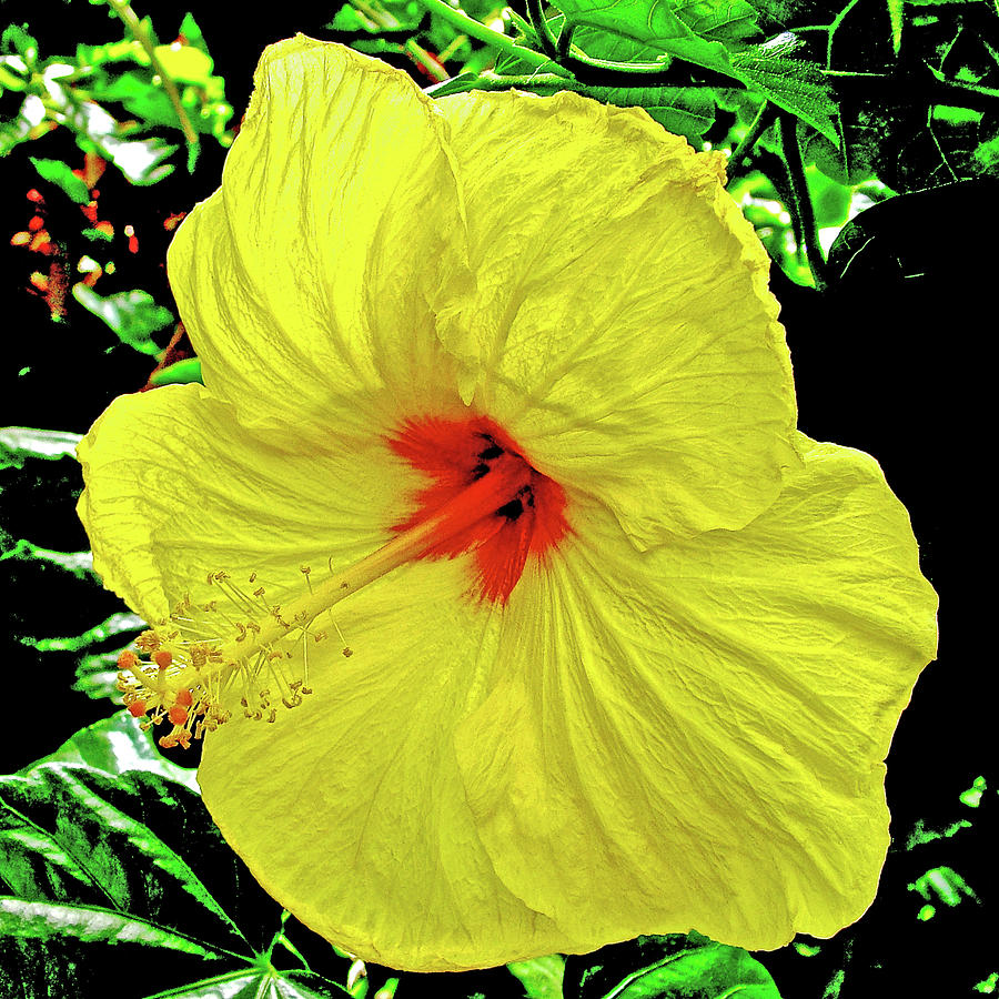 Yellow Hibiscus in Bellingrath Gardens in Mobile, Alabama Photograph by Ruth Hager