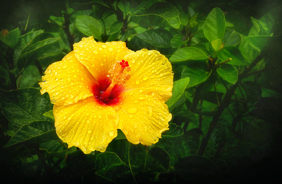 Yellow Hibiscus in the Rain Photograph by Carolyn Derstine