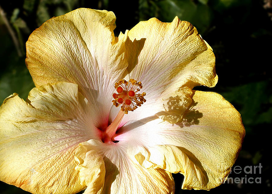 Yellow Hibiscus Photograph by Kaye Menner