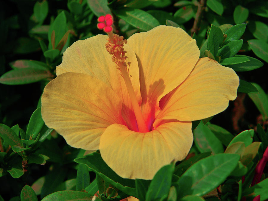 Yellow hibiscus Photograph by Kingshuk De - Fine Art America