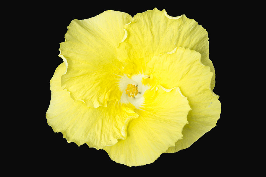 Yellow hibiscus on black Photograph by Doug Shanaman - Fine Art America