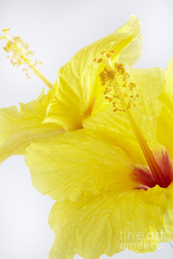 Yellow Hibiscus on White Photograph by Kyle Rothenborg - Printscapes