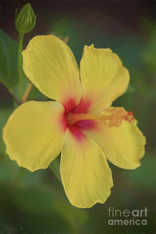 Yellow Hibiscus Profile Photograph by Teresa Wilson
