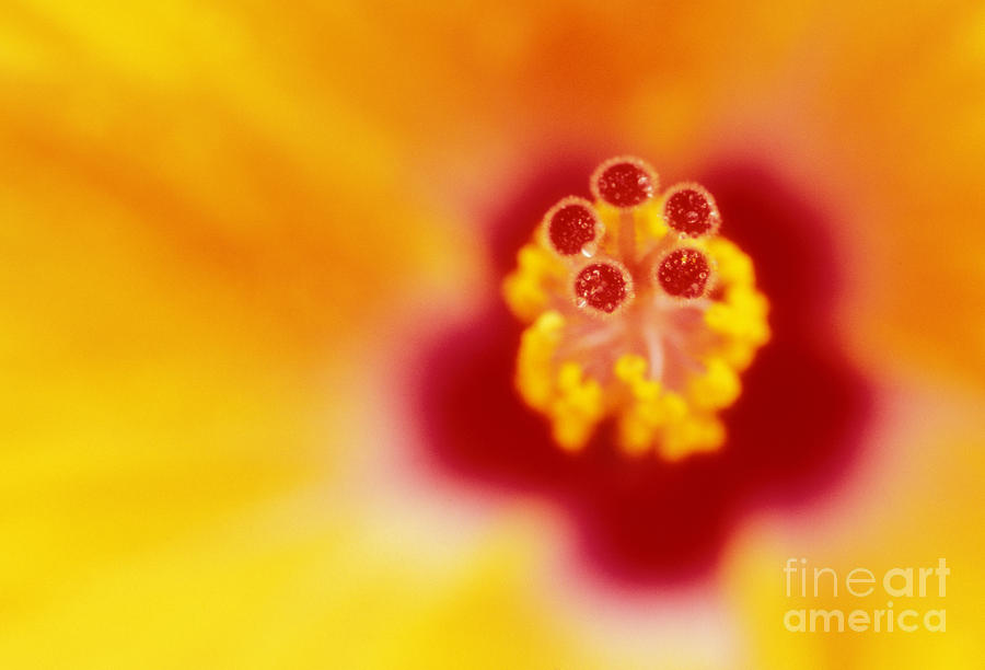 Yellow Hibiscus Photograph by Ron Dahlquist - Printscapes