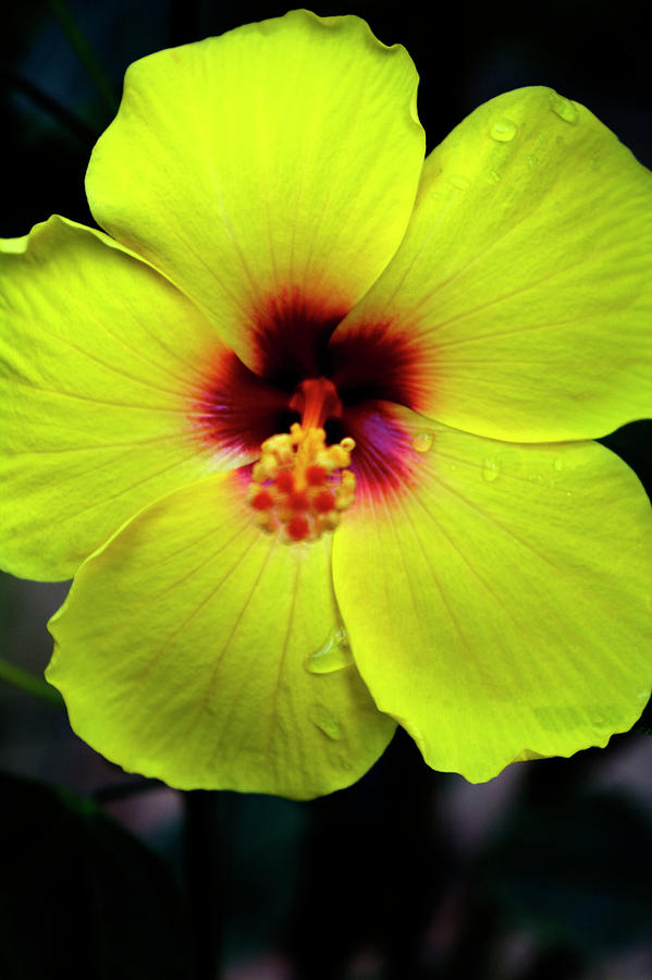 Yellow Hibiscus Photograph by FineArtRoyal Joshua Mimbs