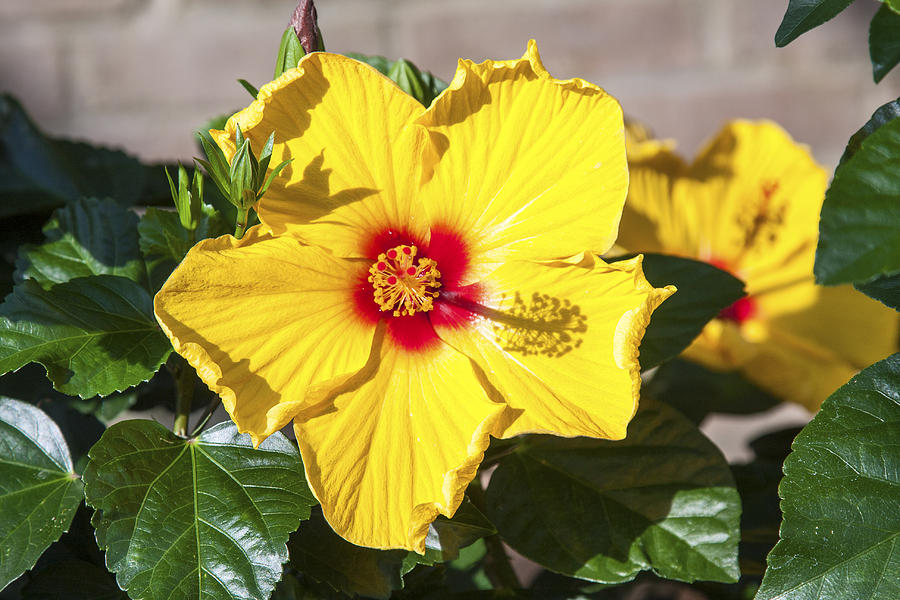 Yellow Hibiscus Photograph by Sally Weigand