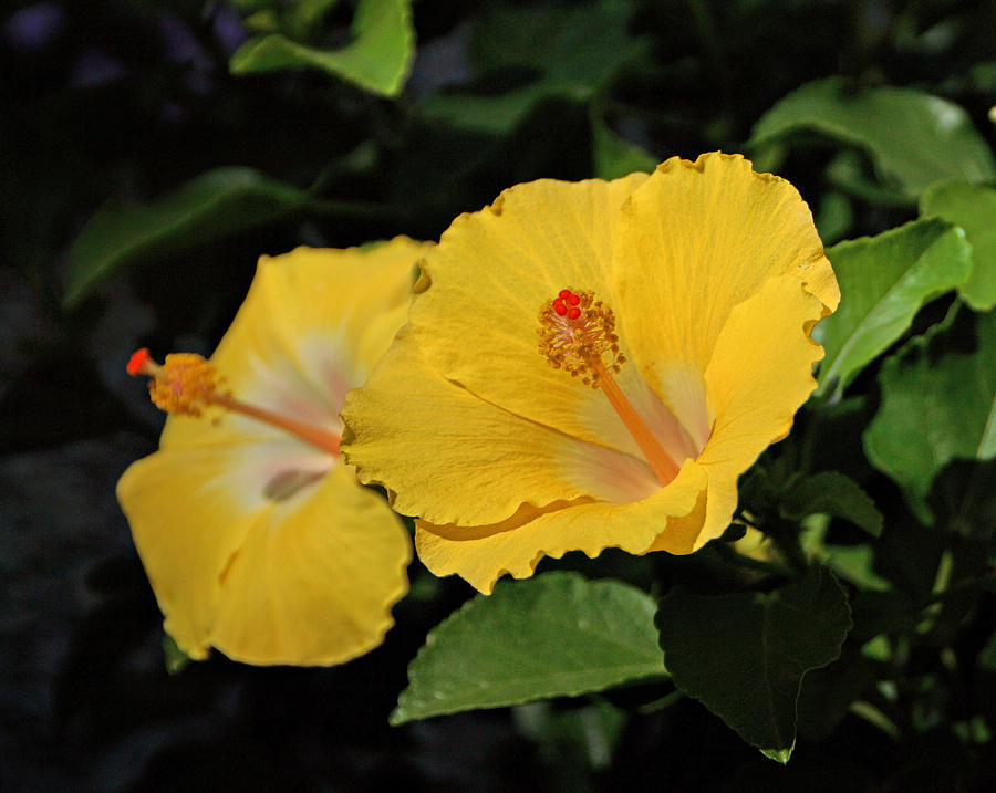 Yellow Hibiscus Photograph by Sandy Keeton