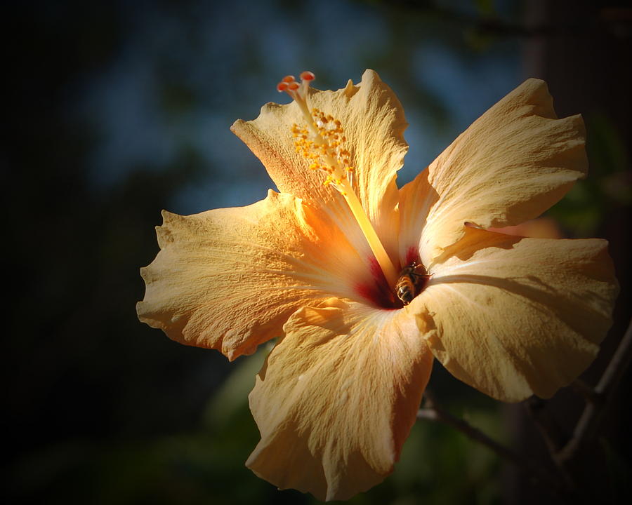 Yellow Hibiscus Photograph by Sandy Poore