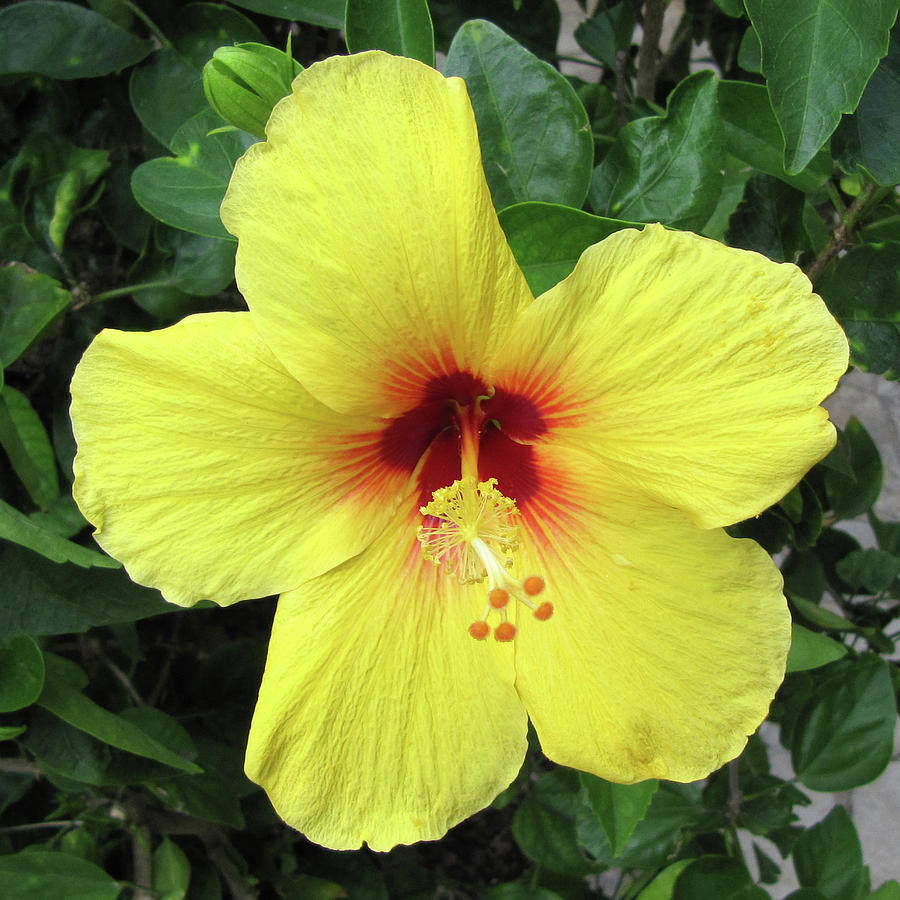 Yellow Hibiscus Photograph by Shannon Pearson - Fine Art America