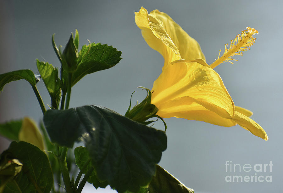 Flower Photograph - Yellow Hibiscus by Skip Willits