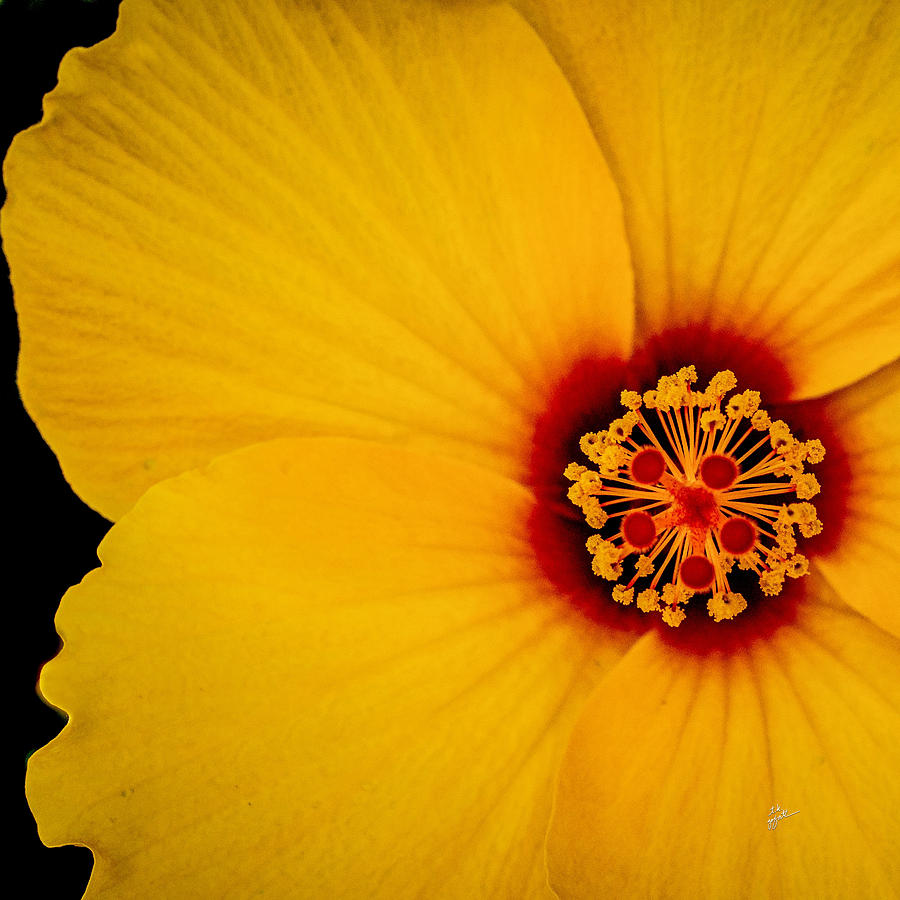 Yellow Hibiscus Squared Photograph by TK Goforth