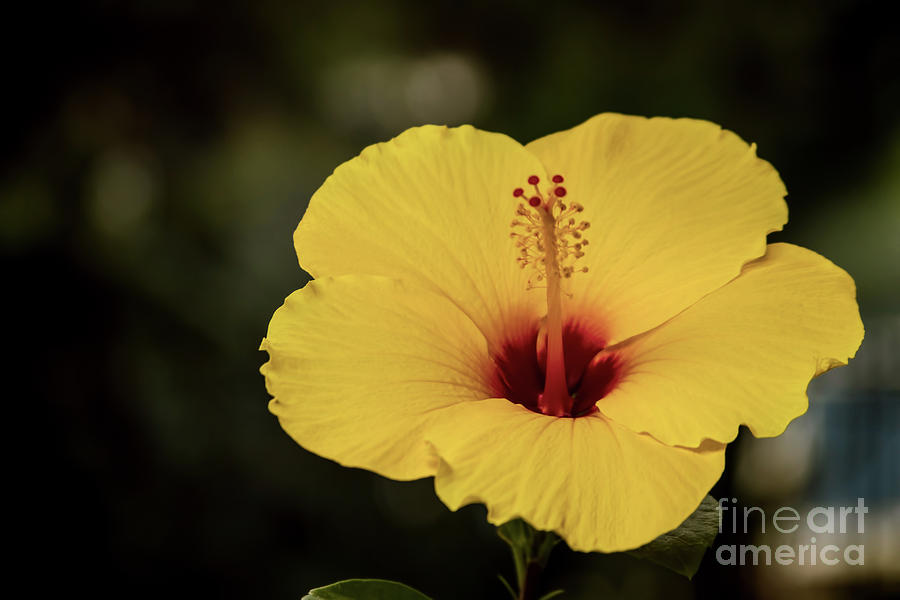 Yellow Hibiscus Photograph by Steven Parker