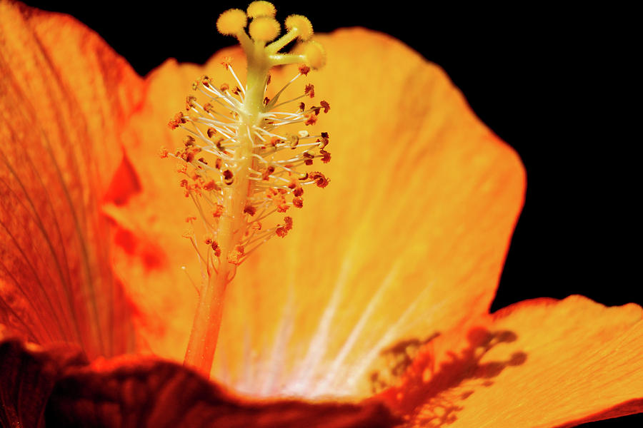 Flower Photograph - Yellow Hibiscus by Subhadra Burugula