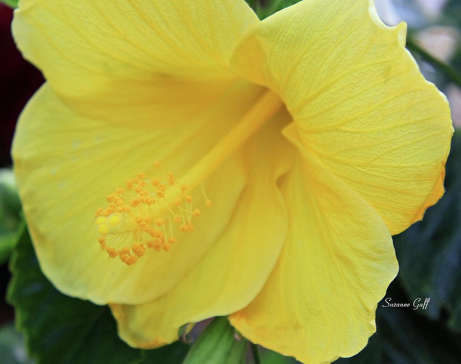Spring Photograph - Yellow Hibiscus by Suzanne Gaff
