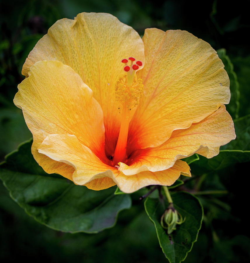 Yellow Hibiscus Photograph by Venetia Featherstone-Witty