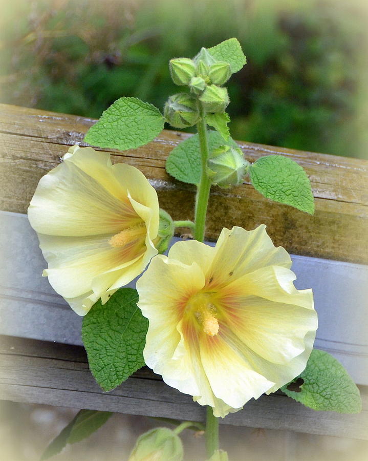 Yellow Hollyhocks Photograph by Carla Parris