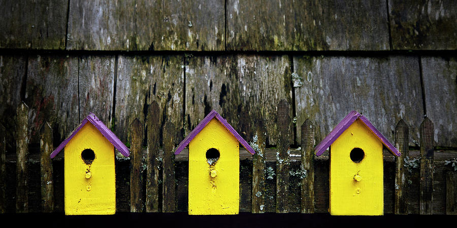 Yellow Homes - 365-268 Photograph by Inge Riis McDonald