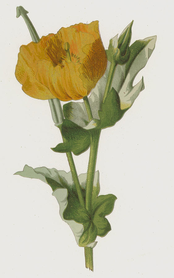 Yellow Horned Poppy Painting by Frederick Edward Hulme