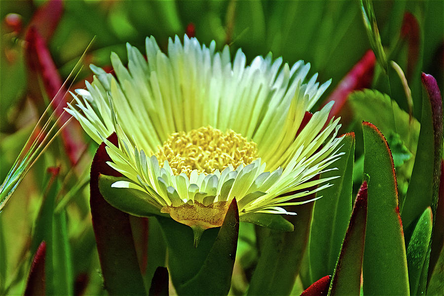 Hottentot Fig at Drakes Beach in Point Reyes National Seashore, California  Photograph by Ruth Hager