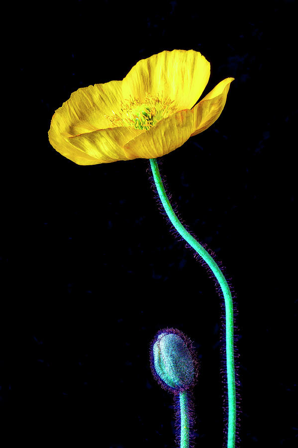 Yellow Iceland Poppy And Bud Photograph by Garry Gay