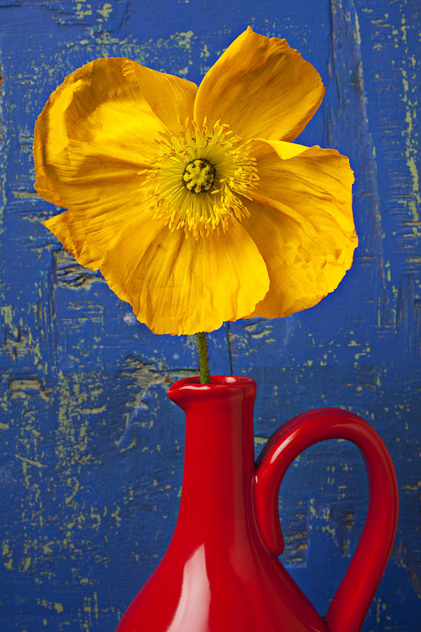 Yellow Iceland Poppy Red Pitcher Photograph by Garry Gay