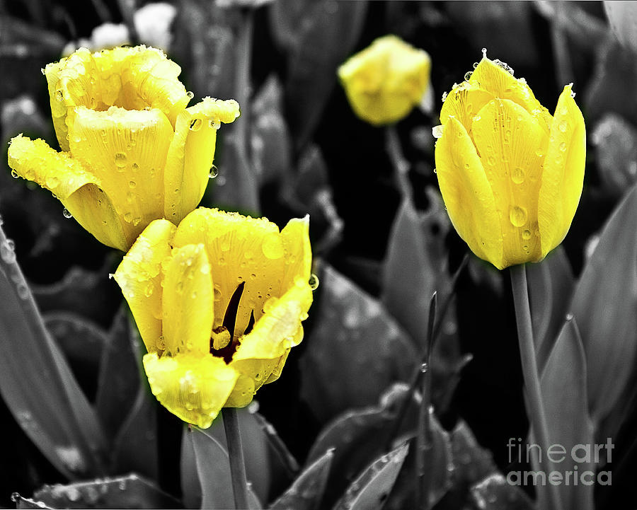 Yellow in Black and White Photograph by Steven Parker