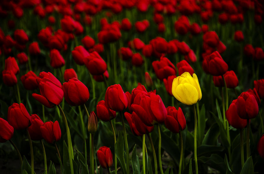 Yellow in Red Photograph by Pelo Blanco Photo
