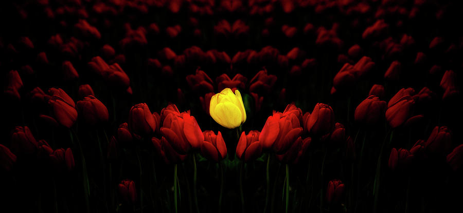 Yellow in Red Reflection Digital Art by Pelo Blanco Photo