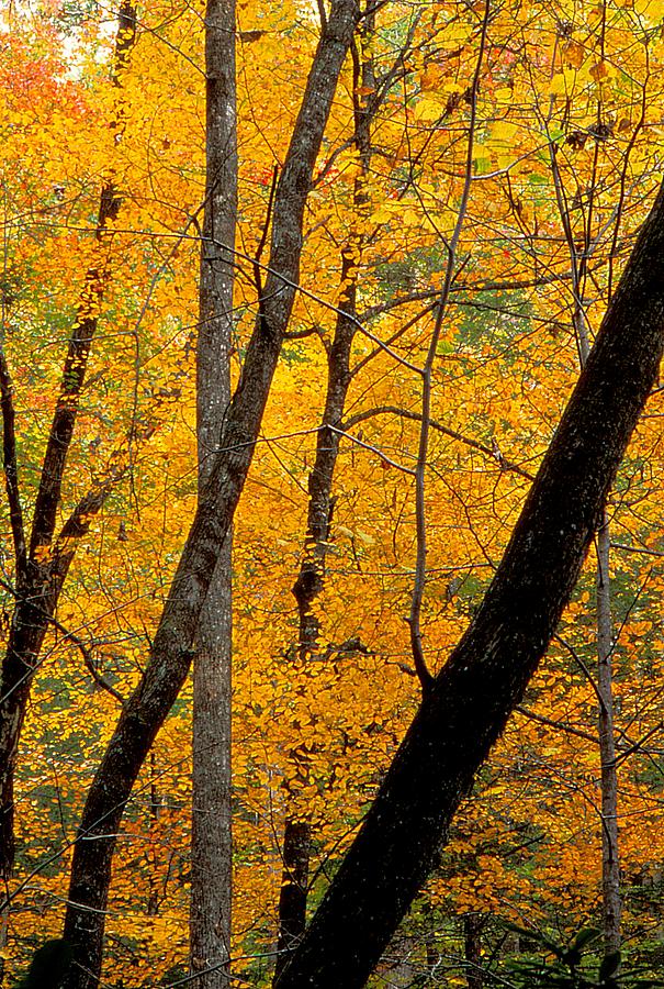 Yellow in the Forest Photograph by Rodney Lee Williams