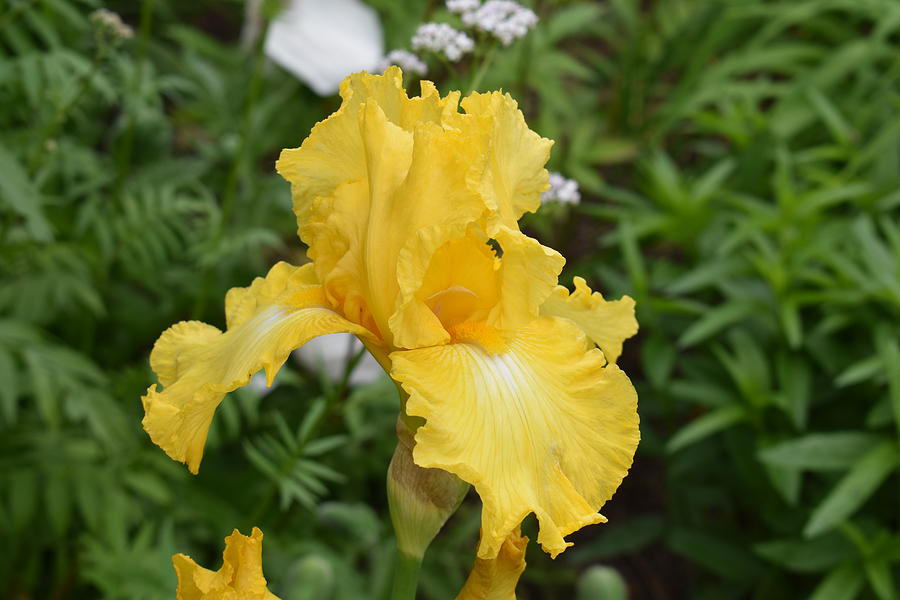 Yellow Iris 1 Photograph by Nina Kindred