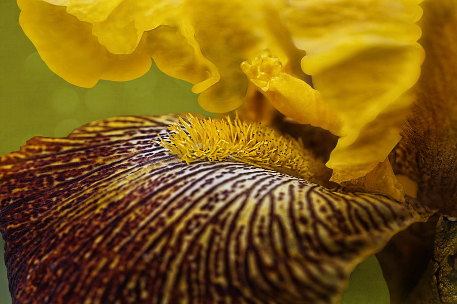 Yellow Iris - 4087 Photograph by C VandenBerg
