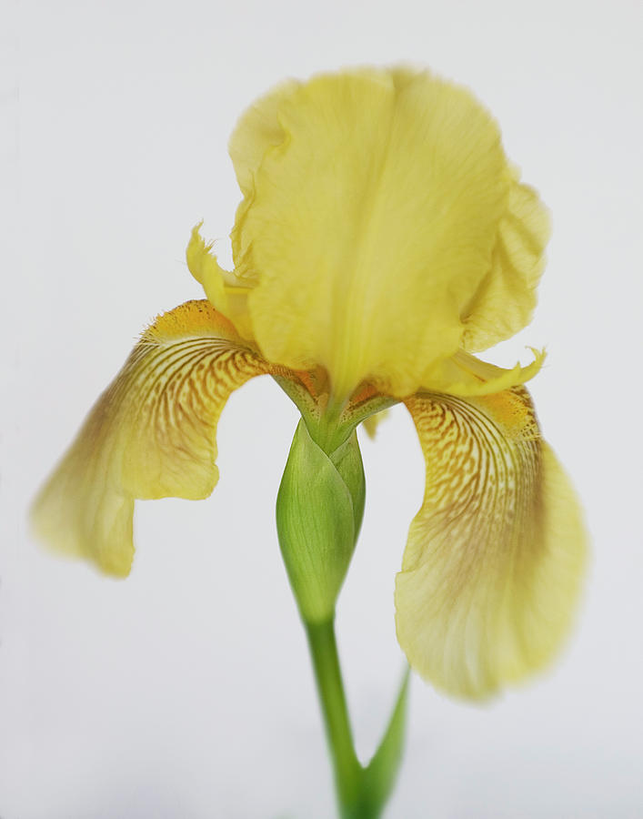 Yellow Iris a Symbol of Passion Photograph by David and Carol Kelly