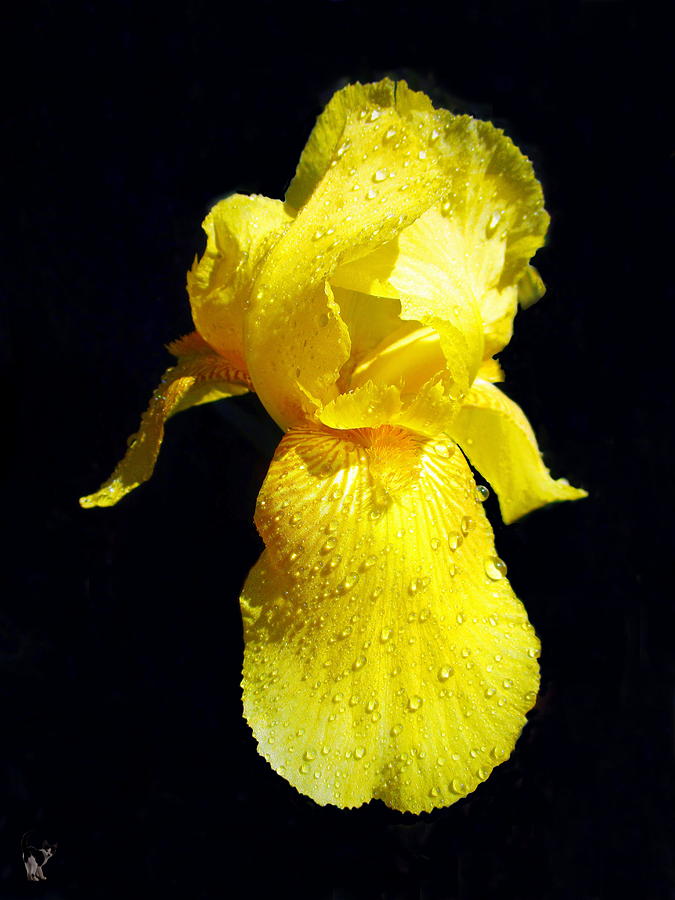 Yellow Iris After The Rain Photograph by Joyce Dickens