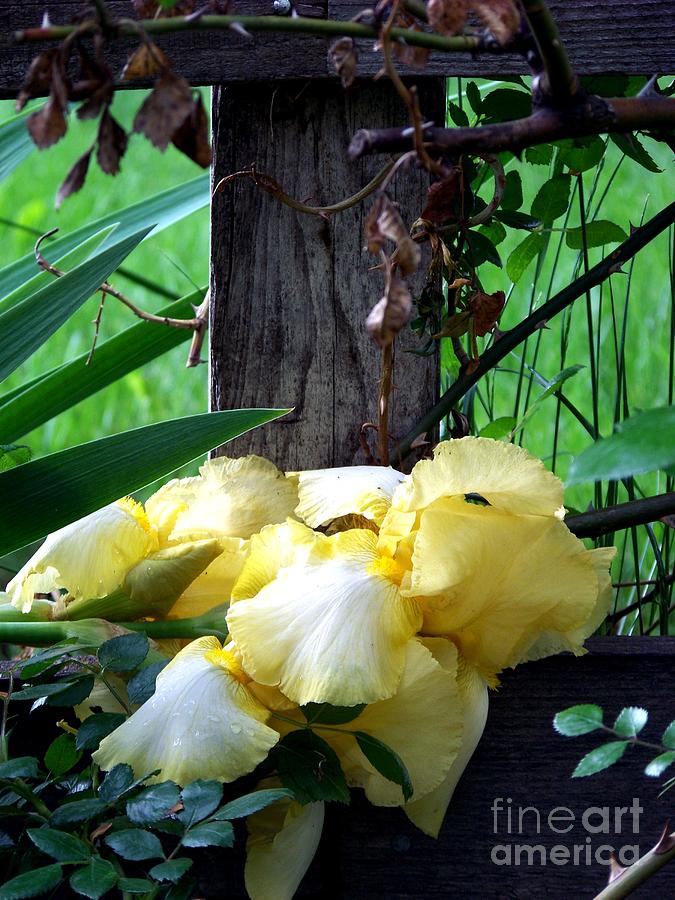 Yellow Iris and Fence Photograph by Charles Robinson