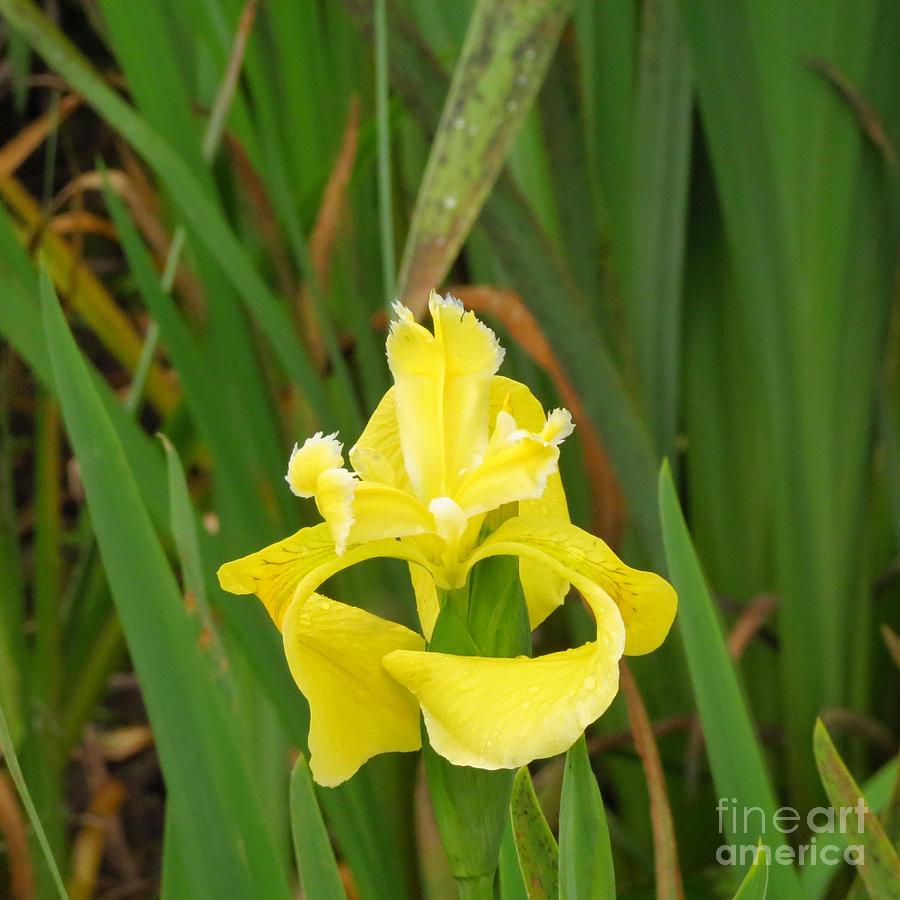 Yellow Iris Photograph by Anita Adams