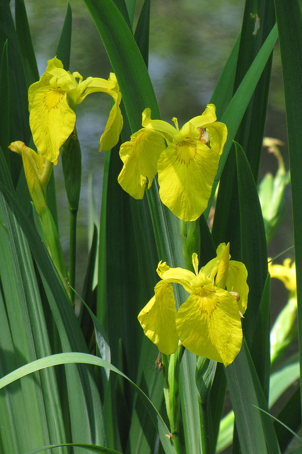 Yellow Iris Photograph by Ann Bridges