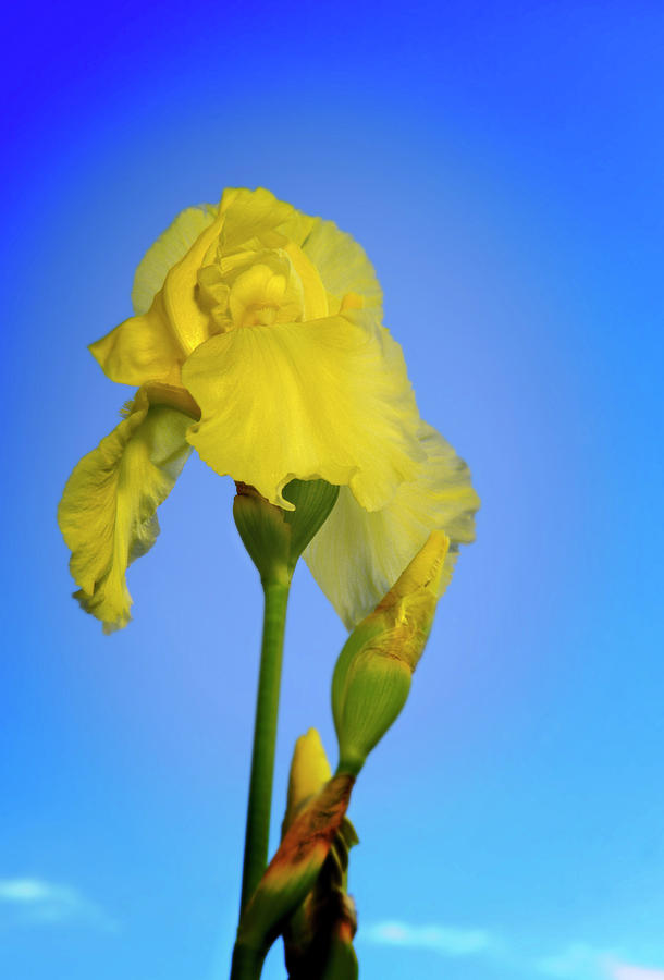 Yellow Iris, Blue Sky Photograph by Wild Sage Studio Karen Powers