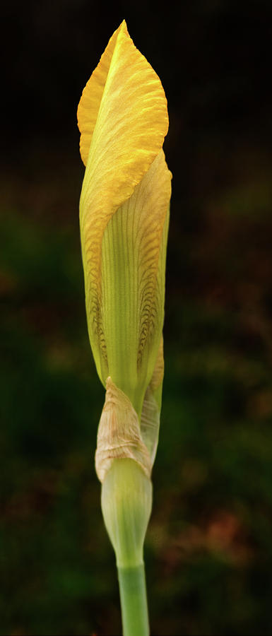 Yellow Iris Bud Photograph by Grant Groberg