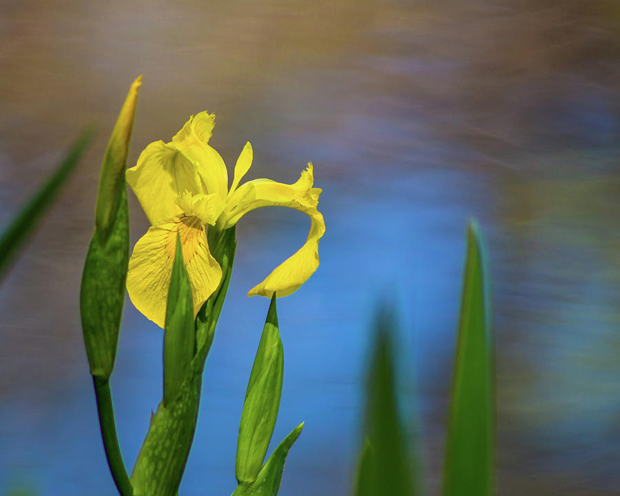 Yellow Iris By Pond Photograph