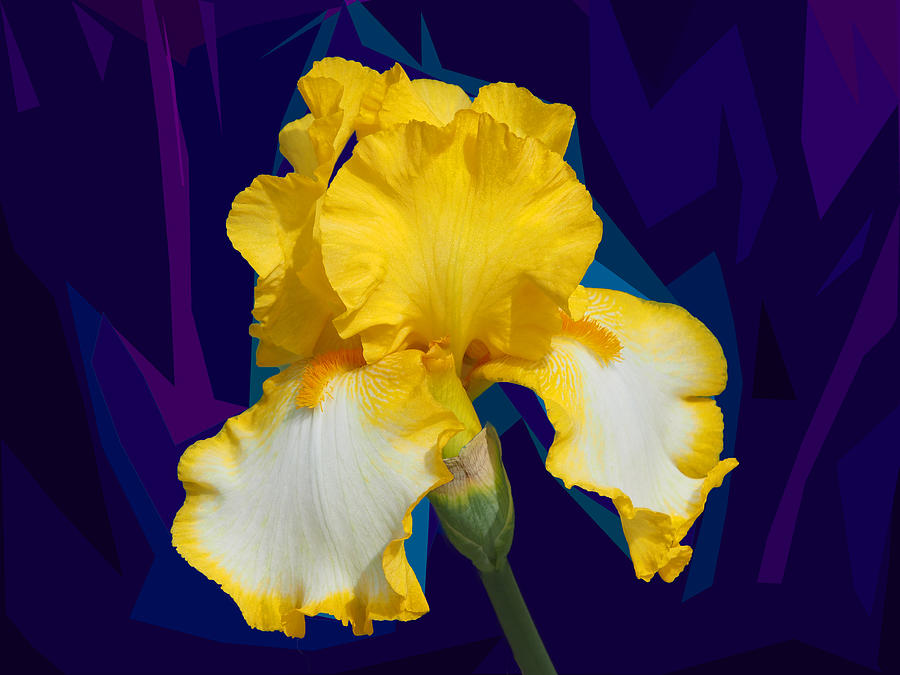 Yellow Iris Photograph by C H Apperson