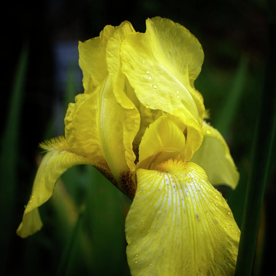 Iris Photograph - Yellow Iris by Greg and Chrystal Mimbs