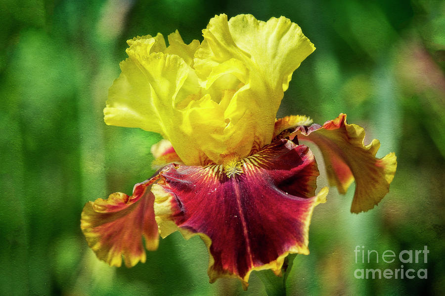 Yellow Iris Photograph by Craig Leaper